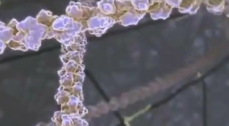 Inner Life Of A Cell - Full Version
